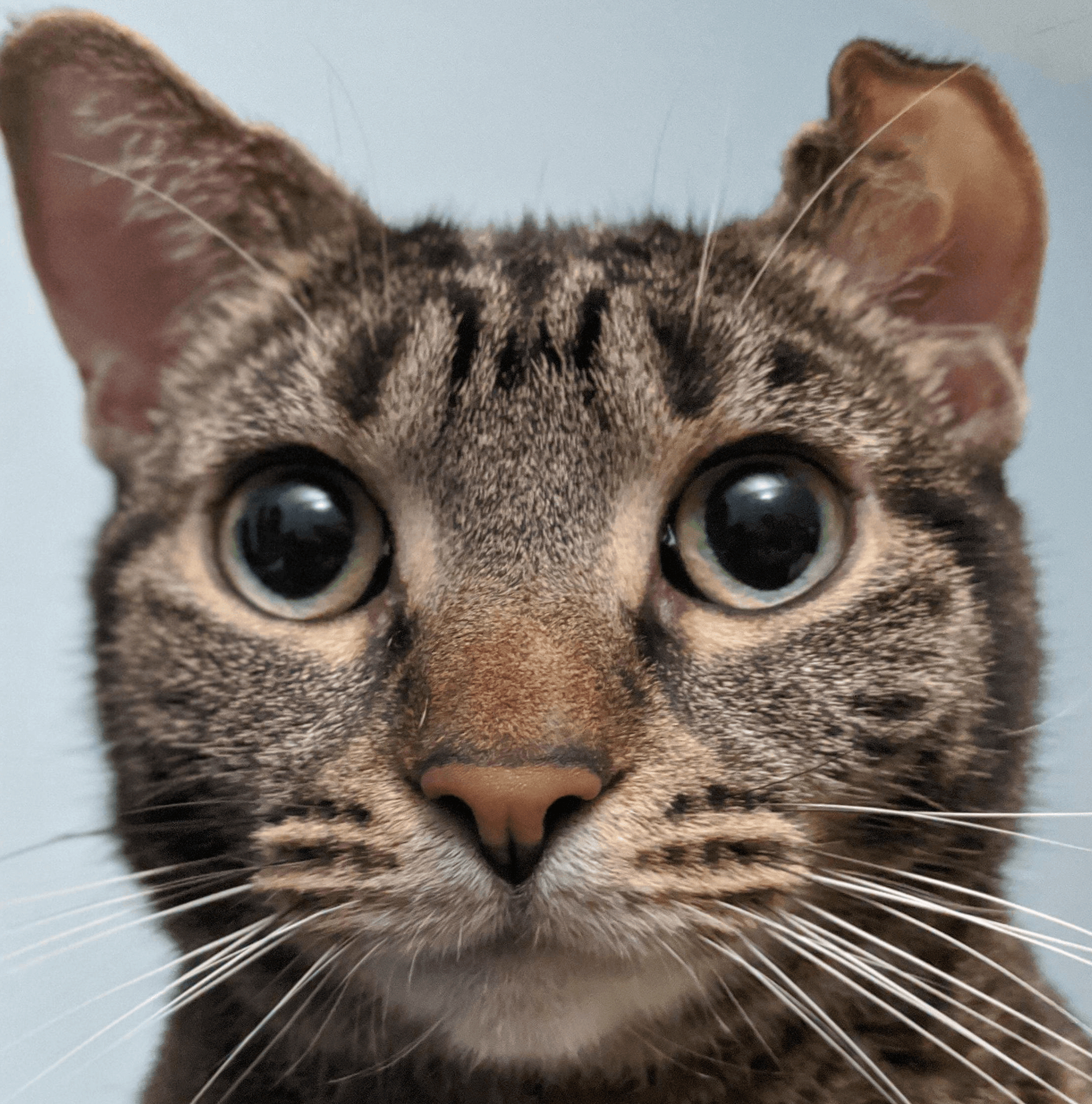 Artemis the cat